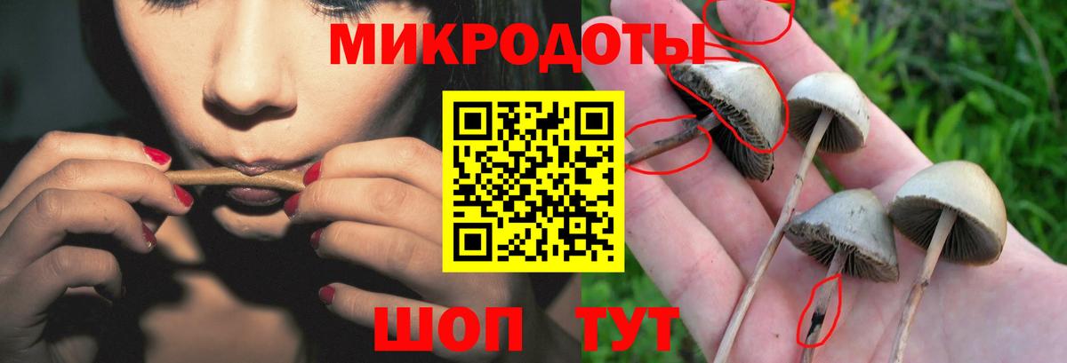 Галлюциногенные грибы Psilocybine cubensis Дедовск